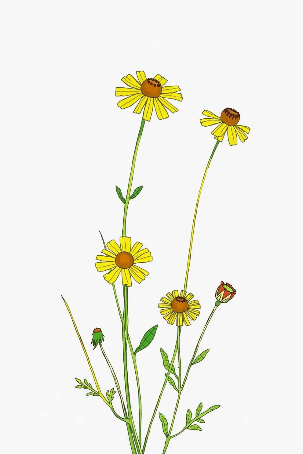Colorful Mustard Flowers in Bloom Drawing