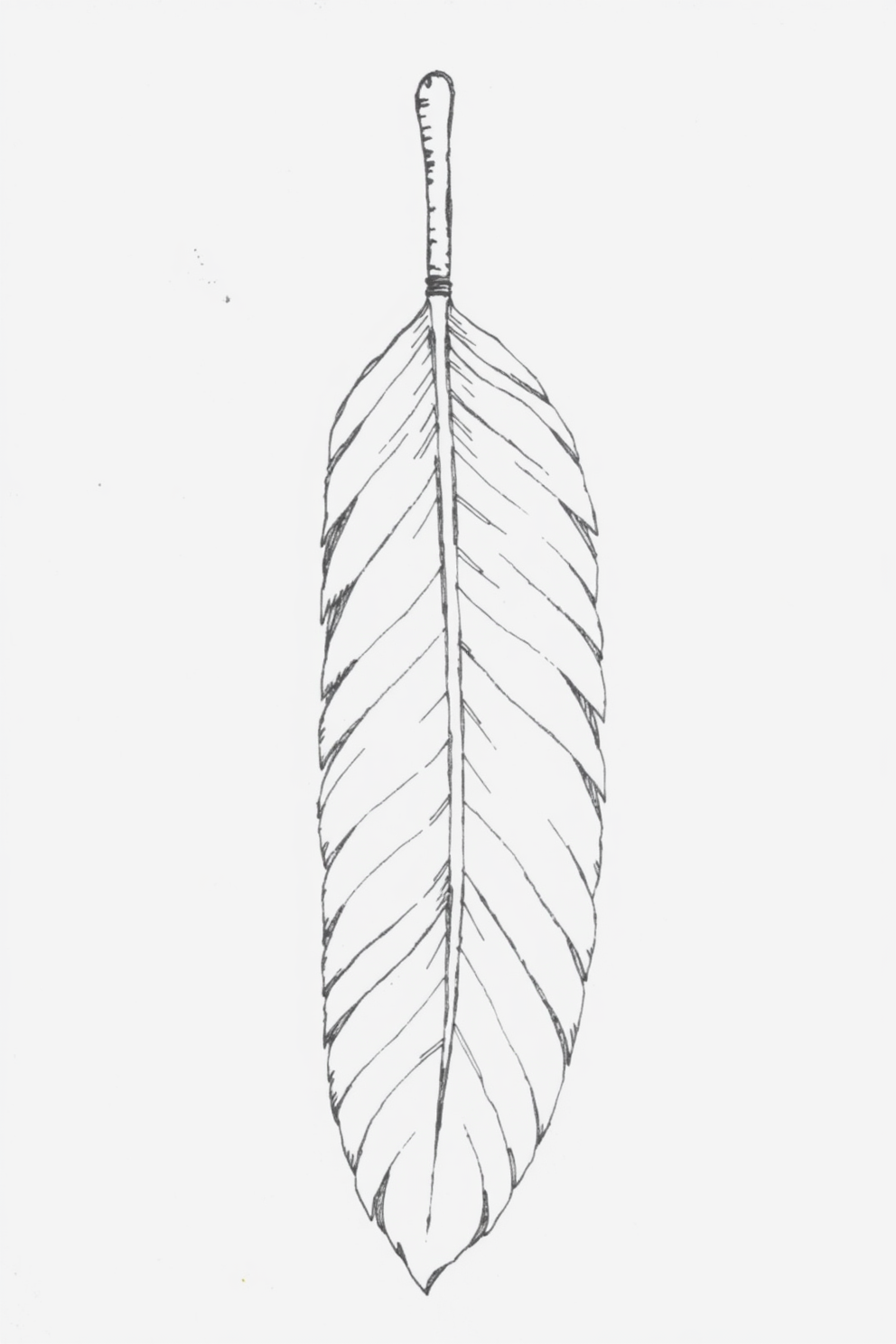Holy Spirit Feather Drawing