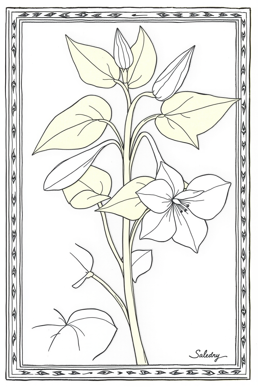 Monoline Solomon's Seal Drawing