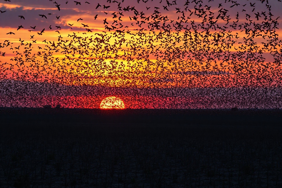 dark locust swarm photo
