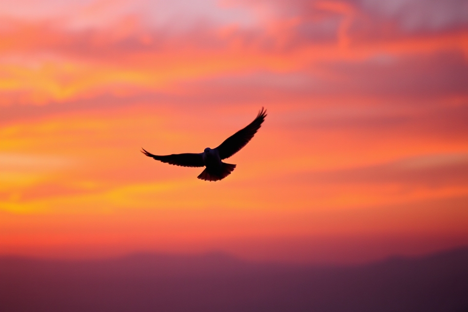 dove silhouette sunset image
