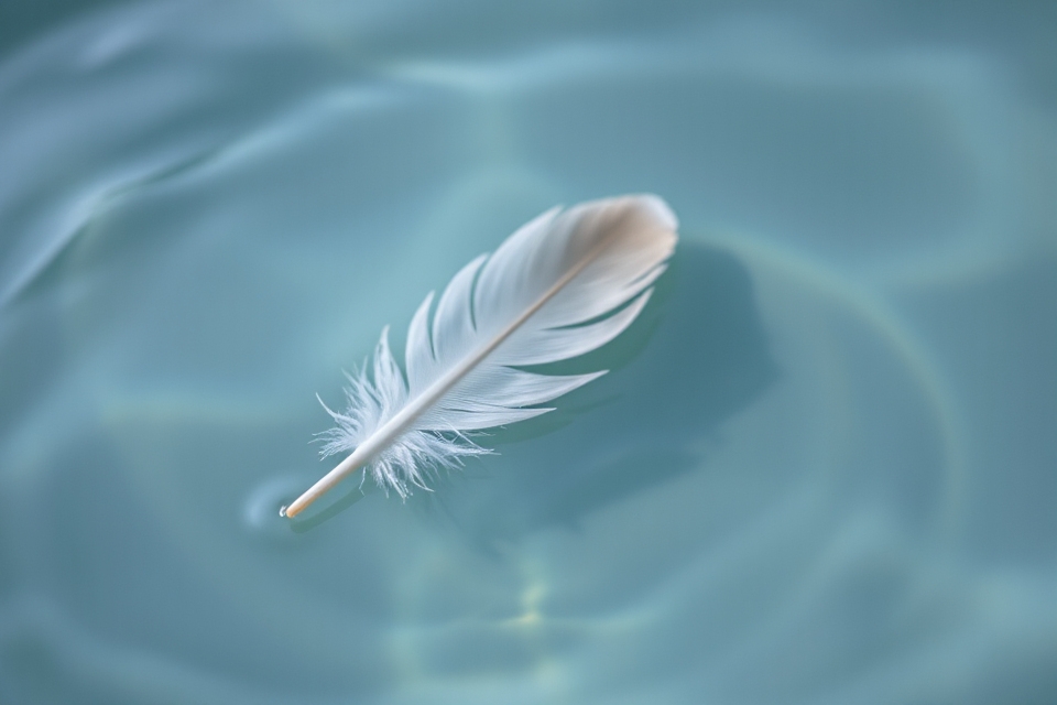 feather floating on water