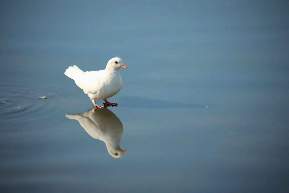 serene dove on water